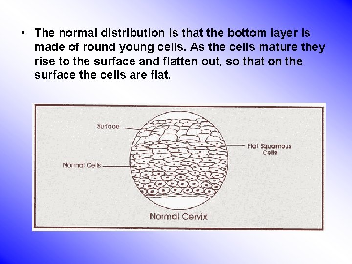  • The normal distribution is that the bottom layer is made of round