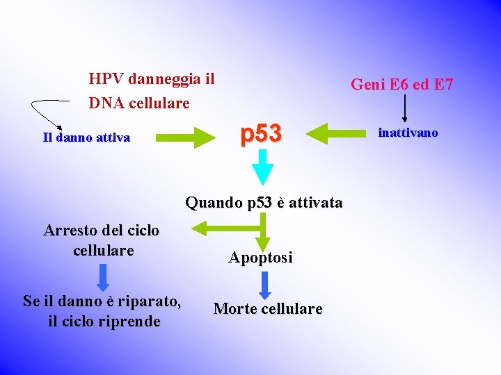 HPV danneggia il DNA cellulare Il danno attiva Geni E 6 ed E 7