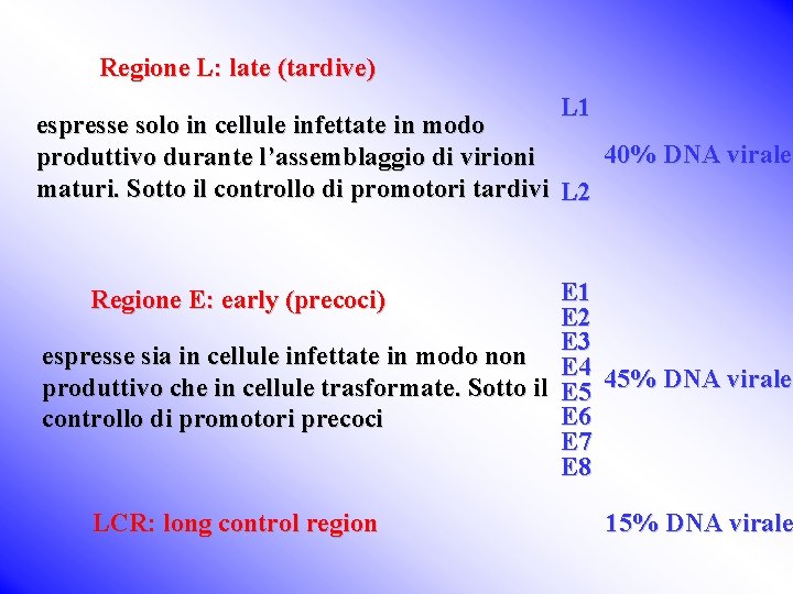Regione L: late (tardive) L 1 espresse solo in cellule infettate in modo 40%