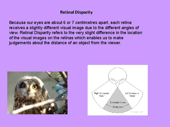 Retinal Disparity Because our eyes are about 6 or 7 centimetres apart, each retina