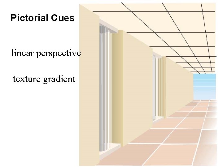 Pictorial Cues linear perspective texture gradient 