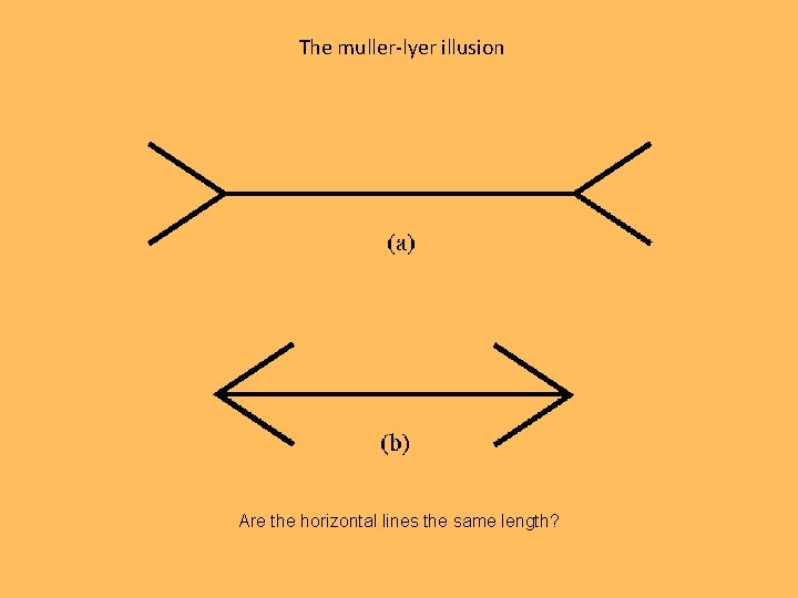 The muller-lyer illusion Are the horizontal lines the same length? 