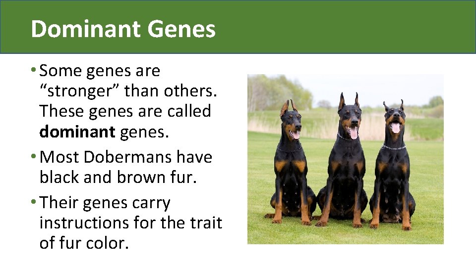 Dominant Genes • Some genes are “stronger” than others. These genes are called dominant