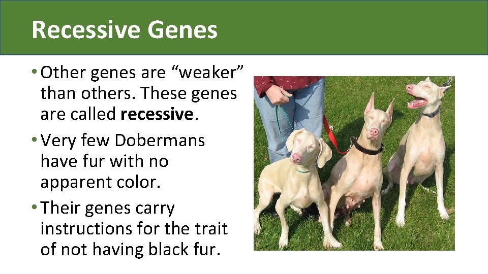 Recessive Genes • Other genes are “weaker” than others. These genes are called recessive.