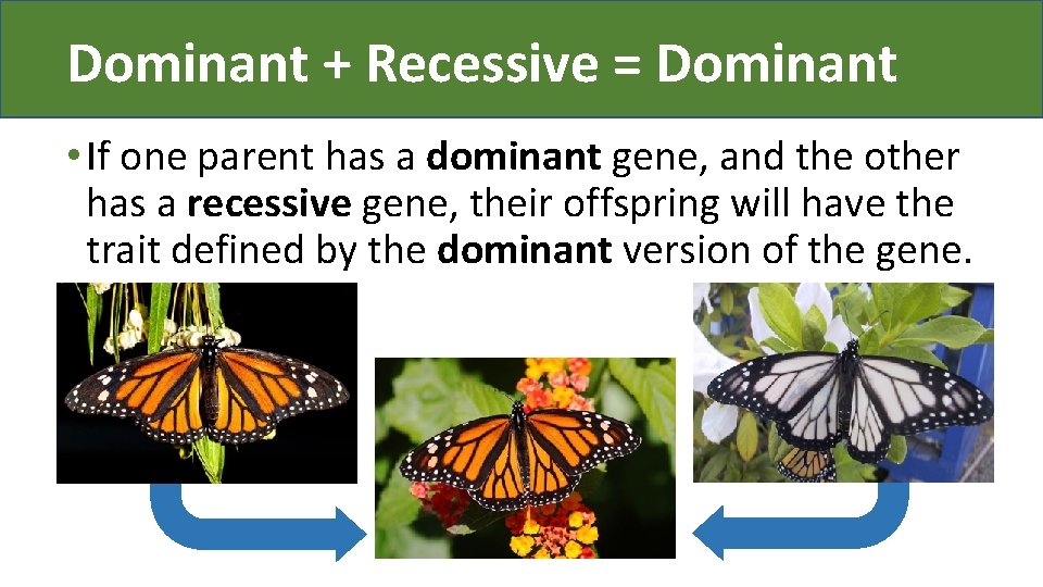 Dominant + Recessive = Dominant • If one parent has a dominant gene, and