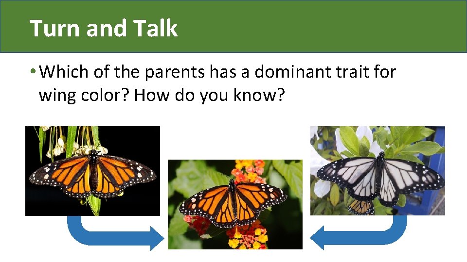 Turn and Talk • Which of the parents has a dominant trait for wing