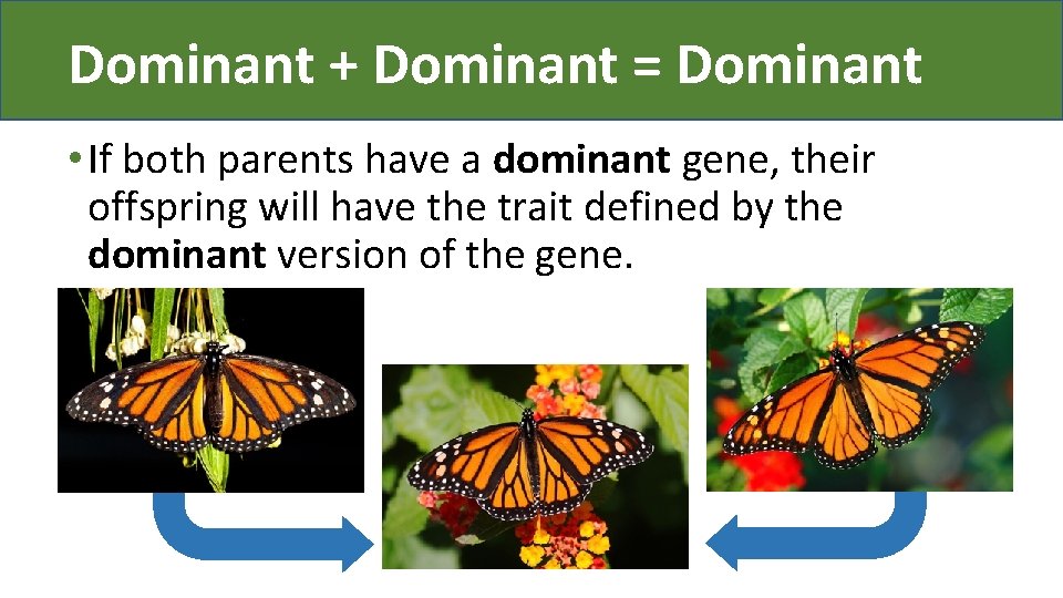 Dominant + Dominant = Dominant • If both parents have a dominant gene, their