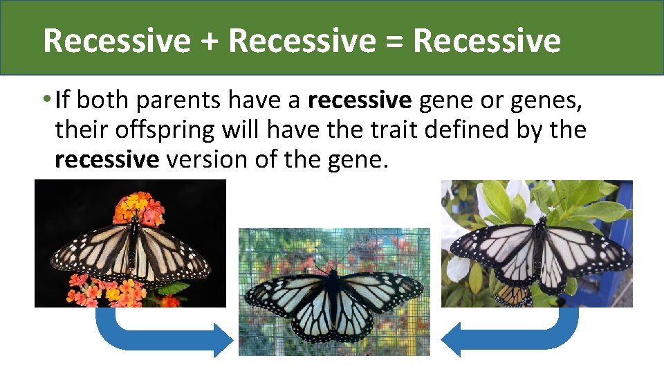 Recessive + Recessive = Recessive • If both parents have a recessive gene or