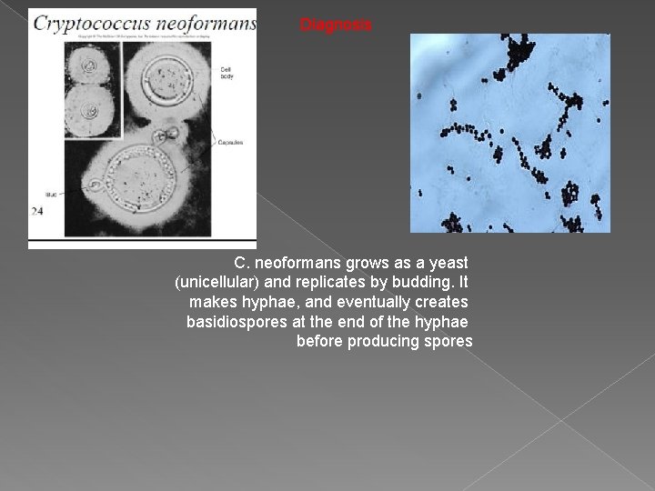 Diagnosis C. neoformans grows as a yeast (unicellular) and replicates by budding. It makes