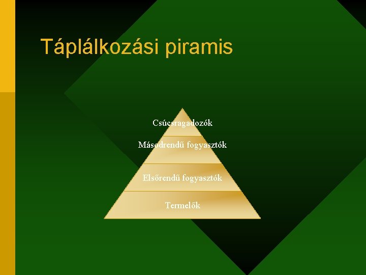 Táplálkozási piramis Csúcsragadozók Másodrendű fogyasztók Elsőrendű fogyasztók Termelők 