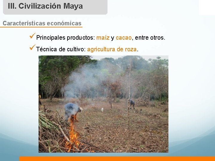 III. Civilización Maya Características económicas üPrincipales productos: maíz y cacao, entre otros. üTécnica de