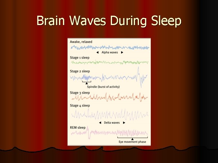 Brain Waves During Sleep 
