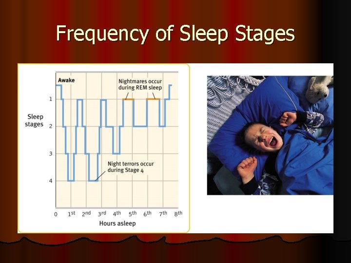 Frequency of Sleep Stages 