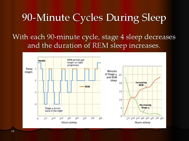 90 -Minute Cycles During Sleep With each 90 -minute cycle, stage 4 sleep decreases