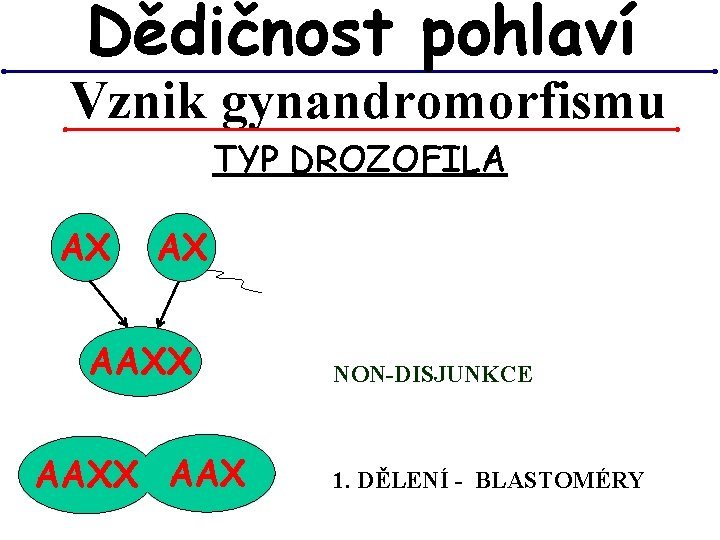 Dědičnost pohlaví Vznik gynandromorfismu TYP DROZOFILA AX AX AAXX AAX NON-DISJUNKCE 1. DĚLENÍ - Dědičnost pohlaví Vznik gynandromorfismu TYP DROZOFILA AX AX AAXX AAX NON-DISJUNKCE 1. DĚLENÍ -