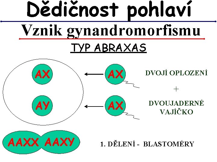 Dědičnost pohlaví Vznik gynandromorfismu TYP ABRAXAS AX AX DVOJÍ OPLOZENÍ + AY AAXX AAXY Dědičnost pohlaví Vznik gynandromorfismu TYP ABRAXAS AX AX DVOJÍ OPLOZENÍ + AY AAXX AAXY