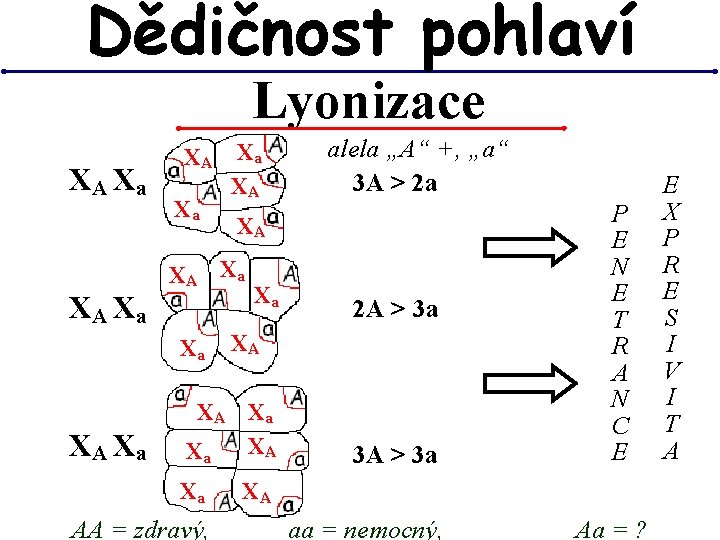 Dědičnost pohlaví Lyonizace XA Xa Xa XA XA XA Xa Xa AA = zdravý, Dědičnost pohlaví Lyonizace XA Xa Xa XA XA XA Xa Xa AA = zdravý,