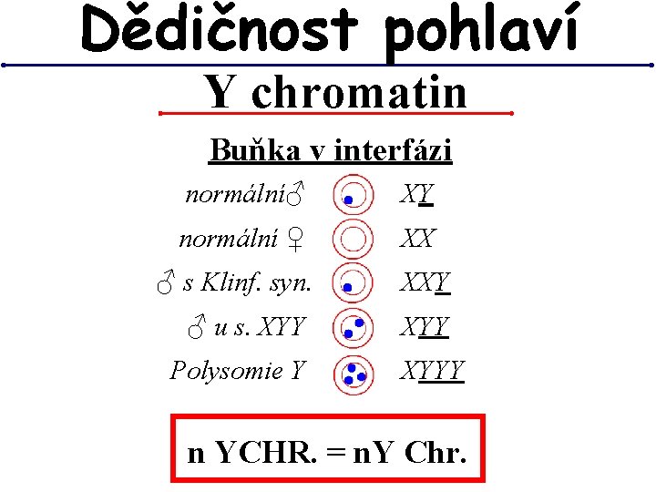Dědičnost pohlaví Y chromatin Buňka v interfázi normální♂ XY normální ♀ XX ♂ s Dědičnost pohlaví Y chromatin Buňka v interfázi normální♂ XY normální ♀ XX ♂ s