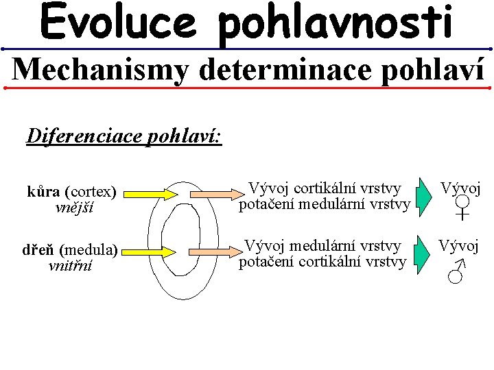 Evoluce pohlavnosti Mechanismy determinace pohlaví Diferenciace pohlaví: kůra (cortex) vnější Vývoj cortikální vrstvy potačení Evoluce pohlavnosti Mechanismy determinace pohlaví Diferenciace pohlaví: kůra (cortex) vnější Vývoj cortikální vrstvy potačení