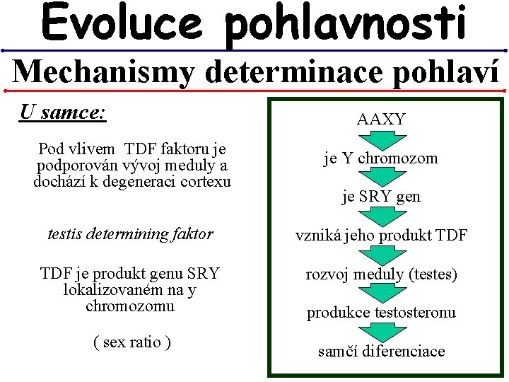 Evoluce pohlavnosti Mechanismy determinace pohlaví U samce: AAXY Pod vlivem TDF faktoru je podporován Evoluce pohlavnosti Mechanismy determinace pohlaví U samce: AAXY Pod vlivem TDF faktoru je podporován
