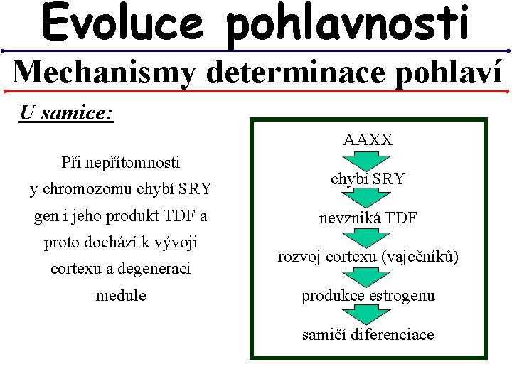 Evoluce pohlavnosti Mechanismy determinace pohlaví U samice: AAXX Při nepřítomnosti y chromozomu chybí SRY Evoluce pohlavnosti Mechanismy determinace pohlaví U samice: AAXX Při nepřítomnosti y chromozomu chybí SRY