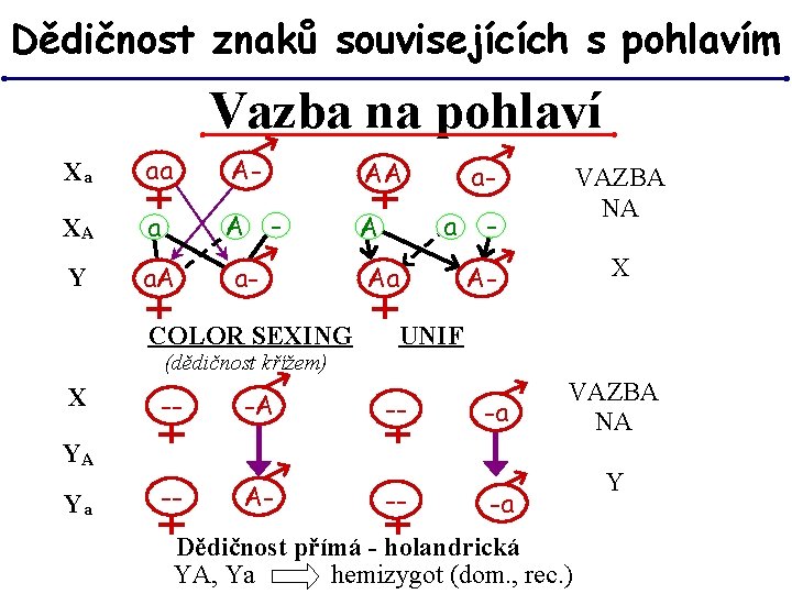 Dědičnost znaků souvisejících s pohlavím Vazba na pohlaví Xa aa A- AA XA a Dědičnost znaků souvisejících s pohlavím Vazba na pohlaví Xa aa A- AA XA a