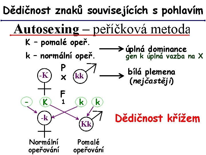 Dědičnost znaků souvisejících s pohlavím Autosexing – peříčková metoda K – pomalé opeř. k Dědičnost znaků souvisejících s pohlavím Autosexing – peříčková metoda K – pomalé opeř. k