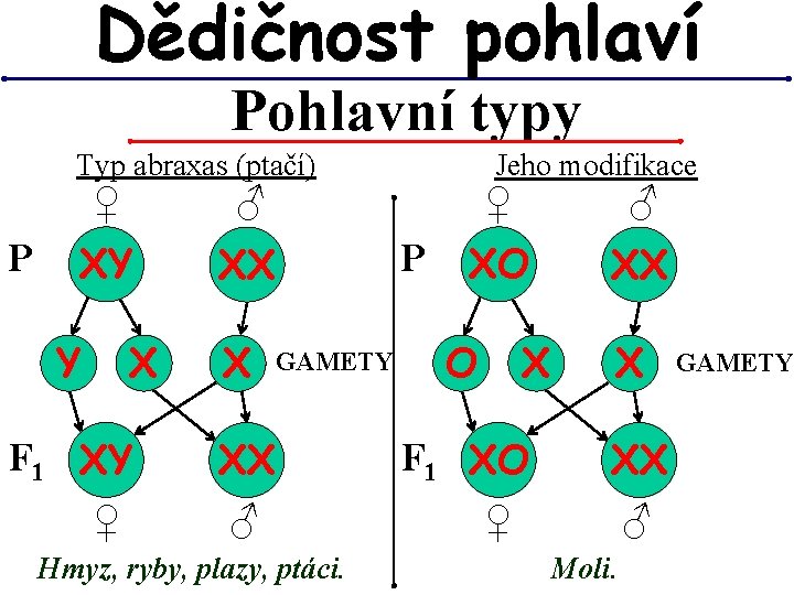 Dědičnost pohlaví Pohlavní typy Typ abraxas (ptačí) P ♀ ♂ XY XX X Y Dědičnost pohlaví Pohlavní typy Typ abraxas (ptačí) P ♀ ♂ XY XX X Y