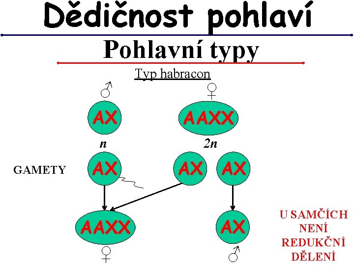 Dědičnost pohlaví Pohlavní typy ♂ GAMETY Typ habracon ♀ AX AAXX n 2 n Dědičnost pohlaví Pohlavní typy ♂ GAMETY Typ habracon ♀ AX AAXX n 2 n