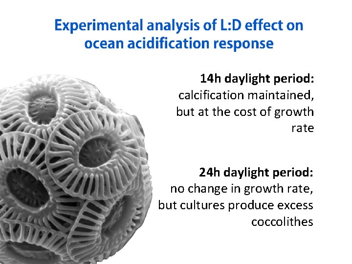 14 h daylight period: calcification maintained, but at the cost of growth rate 24