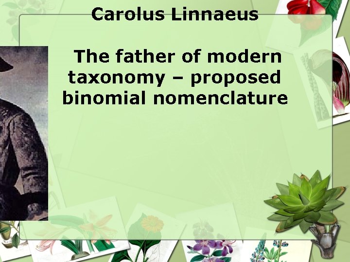 Carolus Linnaeus The father of modern taxonomy – proposed binomial nomenclature Carolus Linnaeus The father of modern taxonomy – proposed binomial nomenclature
