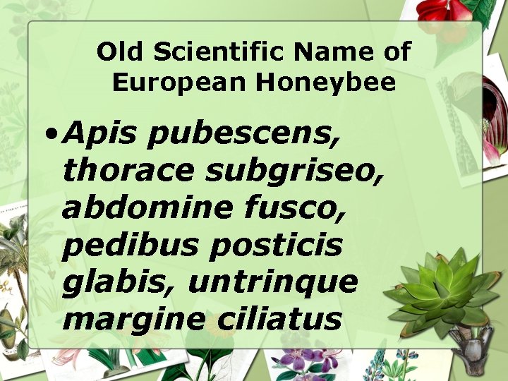 Old Scientific Name of European Honeybee • Apis pubescens, thorace subgriseo, abdomine fusco, pedibus