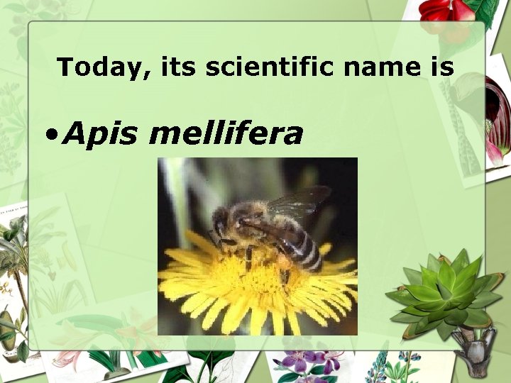 Today, its scientific name is • Apis mellifera 