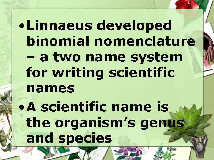 • Linnaeus developed binomial nomenclature – a two name system for writing scientific • Linnaeus developed binomial nomenclature – a two name system for writing scientific
