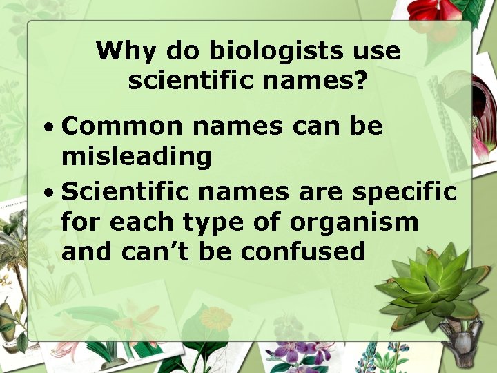Why do biologists use scientific names? • Common names can be misleading • Scientific Why do biologists use scientific names? • Common names can be misleading • Scientific