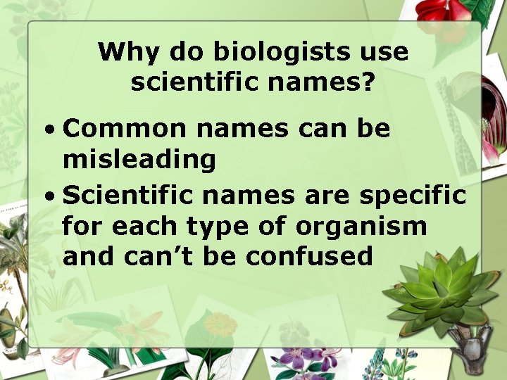 Why do biologists use scientific names? • Common names can be misleading • Scientific