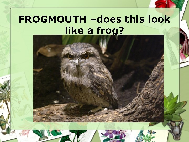 FROGMOUTH –does this look like a frog? 