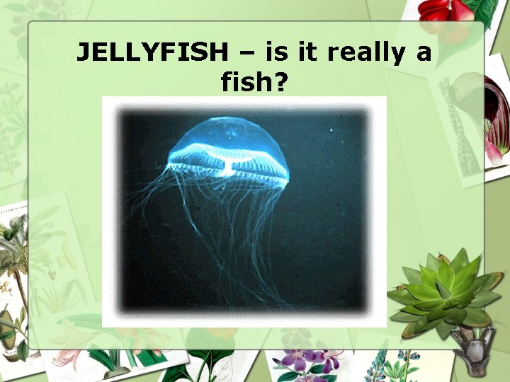 JELLYFISH – is it really a fish? 