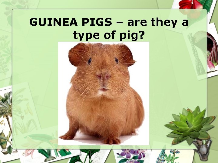 GUINEA PIGS – are they a type of pig? GUINEA PIGS – are they a type of pig?