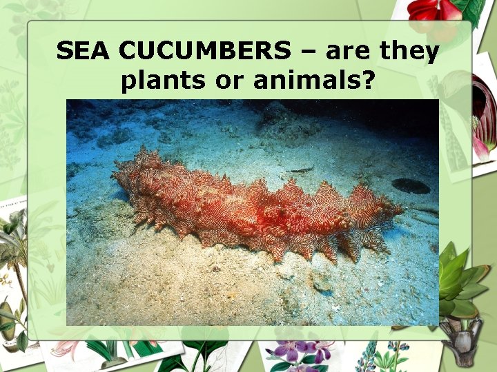 SEA CUCUMBERS – are they plants or animals? SEA CUCUMBERS – are they plants or animals?