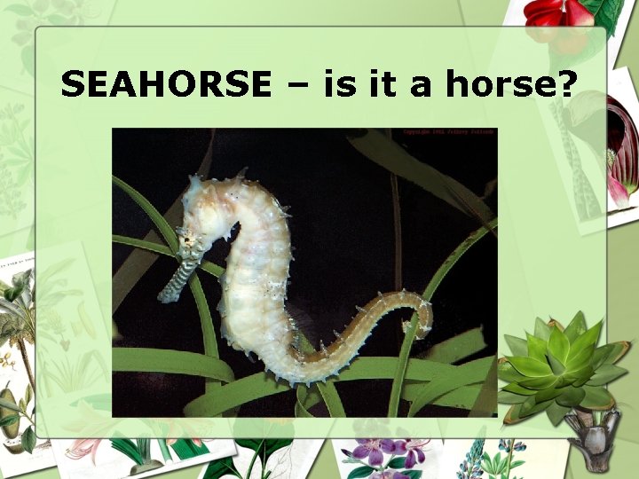 SEAHORSE – is it a horse? 