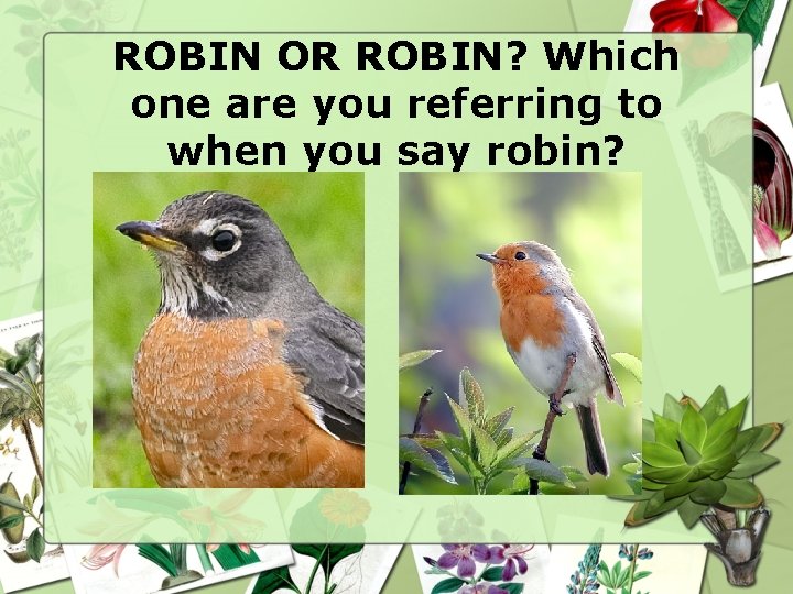 ROBIN OR ROBIN? Which one are you referring to when you say robin? ROBIN OR ROBIN? Which one are you referring to when you say robin?