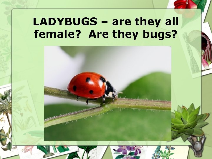 LADYBUGS – are they all female? Are they bugs? 