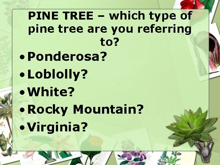 PINE TREE – which type of pine tree are you referring to? • Ponderosa? PINE TREE – which type of pine tree are you referring to? • Ponderosa?