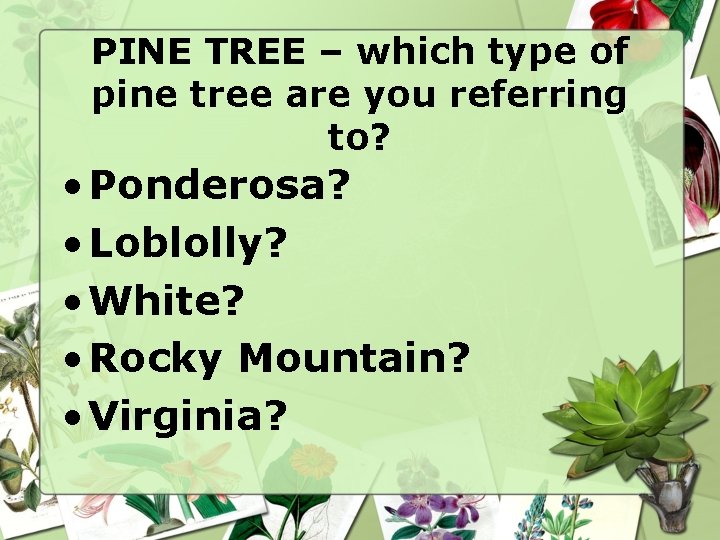 PINE TREE – which type of pine tree are you referring to? • Ponderosa?