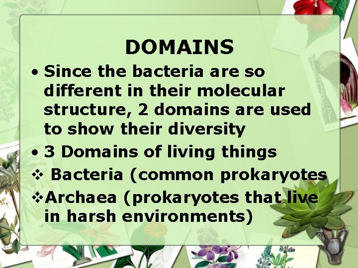 DOMAINS • Since the bacteria are so different in their molecular structure, 2 domains DOMAINS • Since the bacteria are so different in their molecular structure, 2 domains