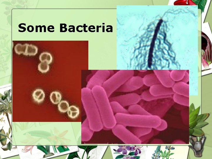 Some Bacteria Some Bacteria