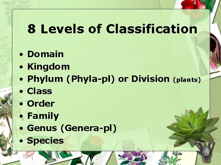 8 Levels of Classification • • Domain Kingdom Phylum (Phyla-pl) or Division Class Order 8 Levels of Classification • • Domain Kingdom Phylum (Phyla-pl) or Division Class Order