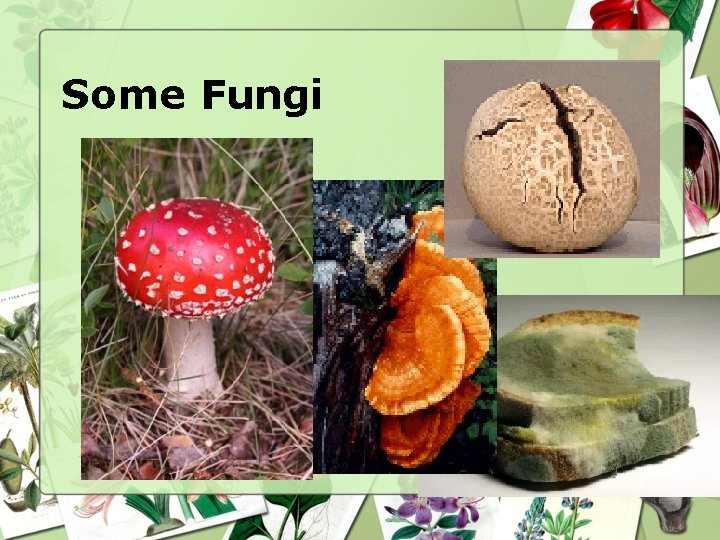 Some Fungi 
