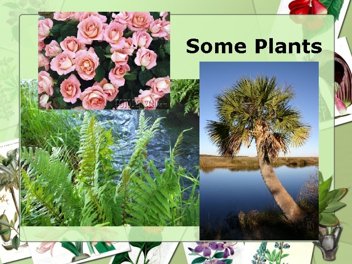 Some Plants Some Plants